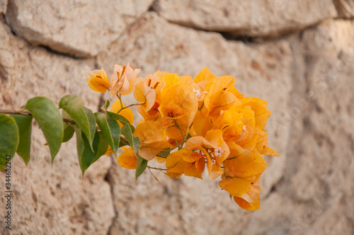 A sprig of yellow flowers of bougainvillea on the background of a shell rock photo