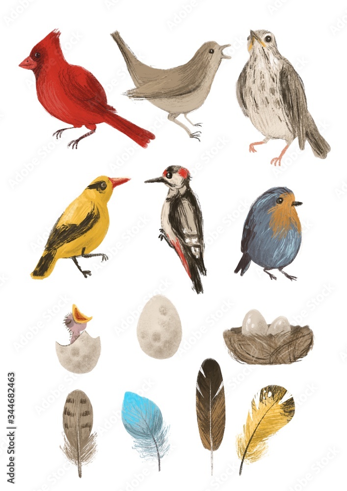Obraz premium Forest birds, eggs and feathers. Set on a white background
