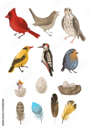 Forest birds  eggs and feathers. Set on a white background