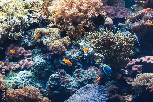 Fototapeta Naklejka Na Ścianę i Meble -  Beautiful landscape of tropical submarine life under the sea in the aquarium with colorful fishes and corals 