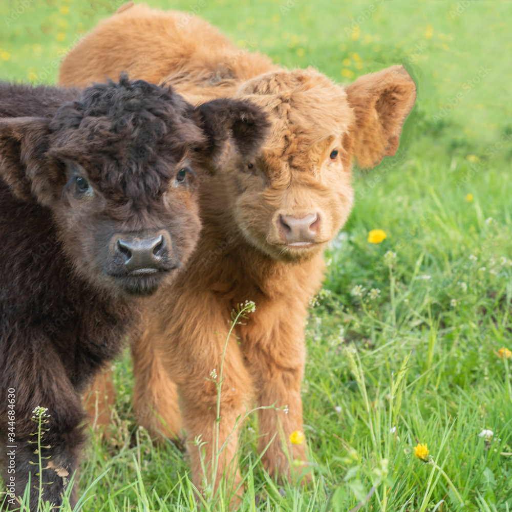 Closeup Portrait of two beautiful small brown and black calfs cows on a highland cattle farm. Closeup Portrait of two beautiful small brown and black calfs cows on a highland cattle farm.