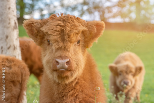 Closeup Portrait of beautiful small brown calf cow on a highland cattle farm.