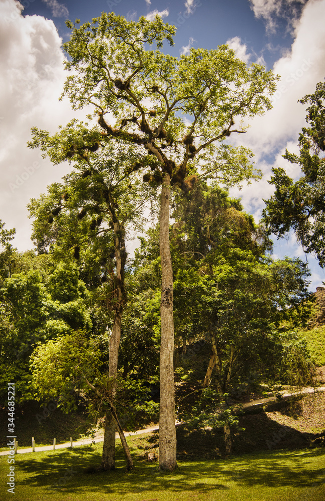 A tall ceiba tree (Guatemala's national tree) in Tikal National Park, Guatemala, Central America A tall ceiba tree (Guatemala's national tree) in Tikal National Park, Guatemala, Central America