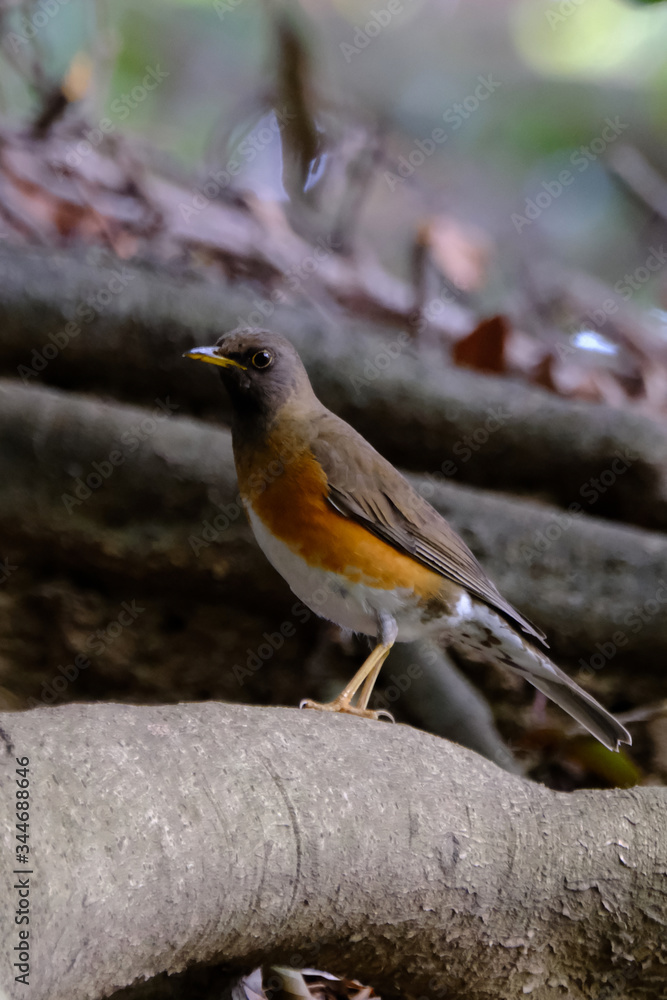 browned headed thrush on ground browned headed thrush on ground