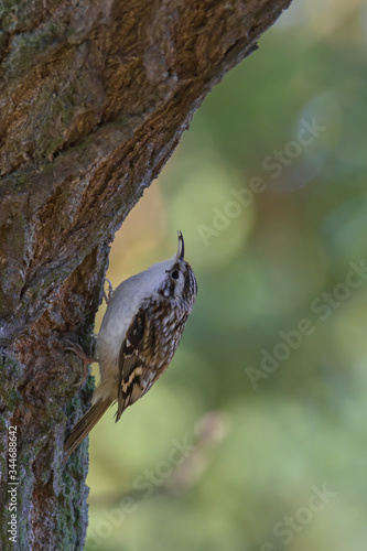 Short-toed Treecreeper (Certhia brachydactyla) feeding on a tree with green background. Cute songbird in the forest with soft background. Wildlife scene from nature. Czech Republic