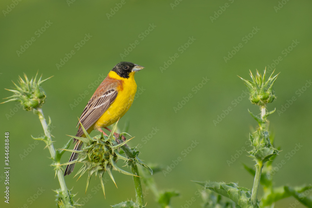 Black headed Bunting (Emberiza melanocephala) singing from a beautiful thistle with soft green background. Cute songbird in its grassy habitat. Georgia