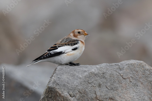 Snow bunting (Plectrophenax nivalis) sitting on a rock and resting during migration. Beautiful songbird in its habitat. Portrait of a cute bird from far north. Czech Republic