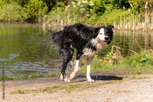 a dog shaking off water by a river on a warm summer day