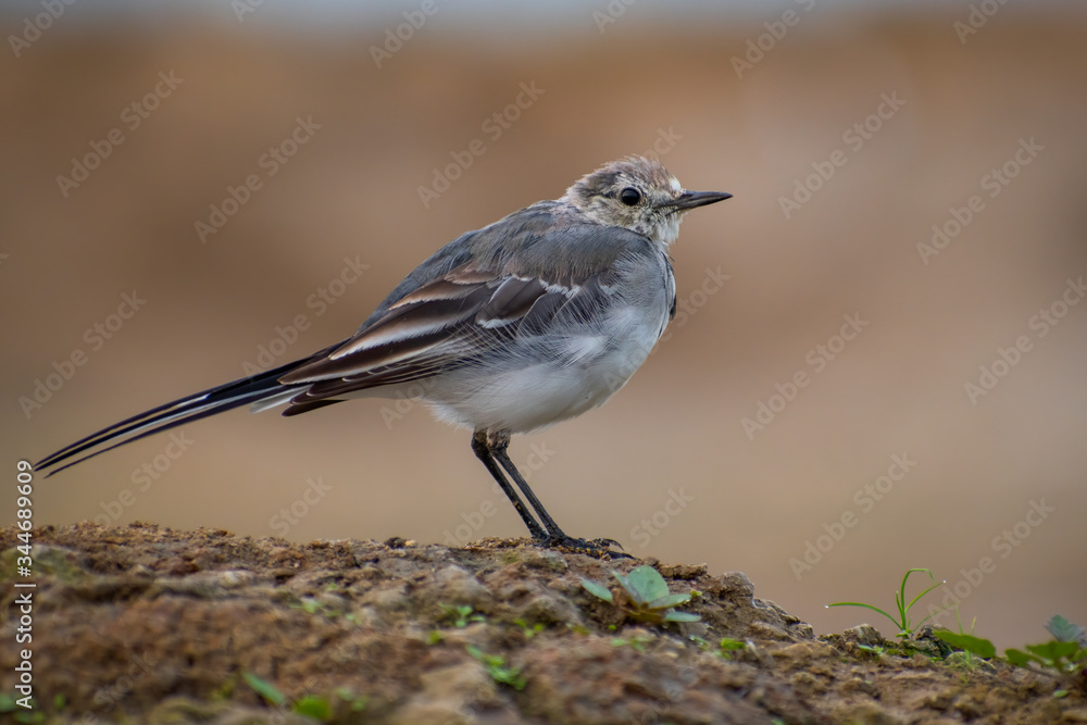 White wagtail (Motacilla alba) sitting on a muddy hill. Cute songbird in brown environment. Wildlife scene from nature. Czech Republic