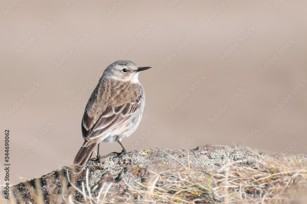 Eastern Water Pipit (Anthus spinoletta blakistoni) standing on a rock with nice soft background. Cute bird in the mountains. Georgia Eastern Water Pipit (Anthus spinoletta blakistoni) standing on a rock with nice soft background. Cute bird in the mountains. Georgia