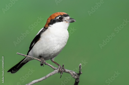 Woodchat Shrike (lanius senator) perched on a small branch. Beautiful bird with green background. Portrait of a colorful songbird. Georgia © Lukas Zdrazil