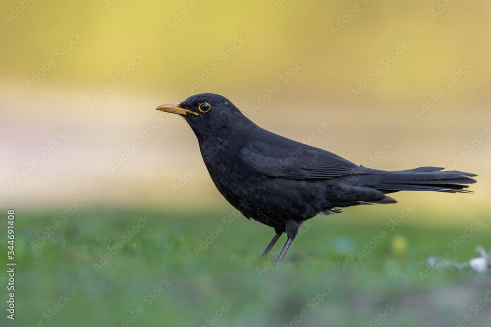 Common blackbird (Turdus merula) sitting in the grass and feeding. Nice songbird in its environment in golden evening light. Czech Republic Common blackbird (Turdus merula) sitting in the grass and feeding. Nice songbird in its environment in golden evening light. Czech Republic