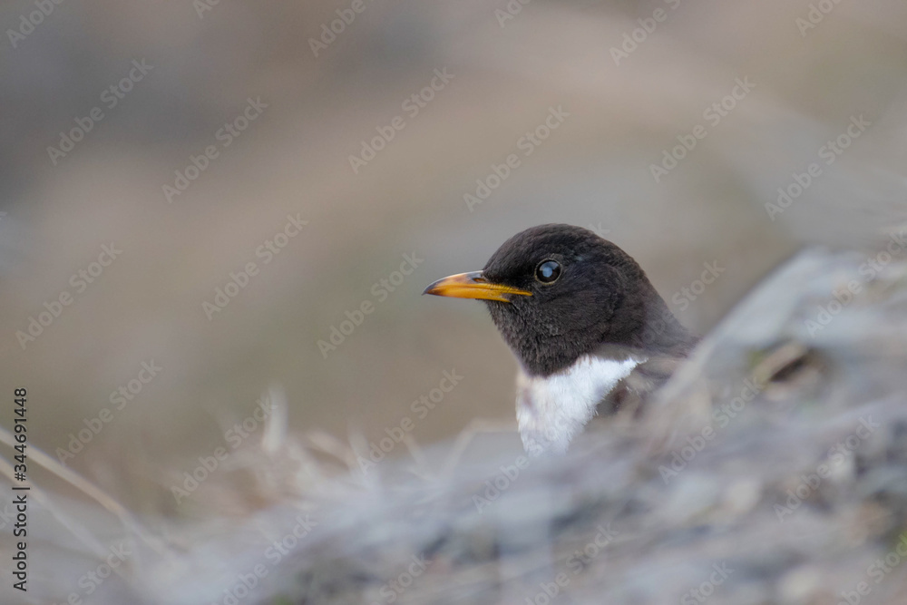 Ring Ouzel (Turdus torquatus), male sticking out it's head behind a rock. Beautiful black and white songbird in the mountains. Caucasus, Georgia Ring Ouzel (Turdus torquatus), male sticking out it's head behind a rock. Beautiful black and white songbird in the mountains. Caucasus, Georgia