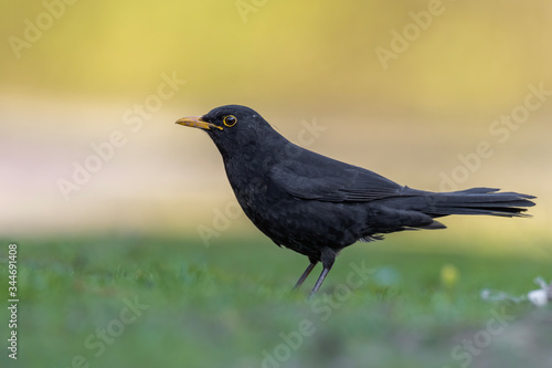 Common blackbird (Turdus merula) sitting in the grass and feeding. Nice songbird in its environment in golden evening light. Czech Republic © Lukas Zdrazil