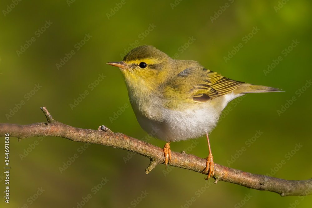 Obraz premium Wood warbler (Phylloscopus sibilatrix) sitting on a branch in the forest. Beautiful yellow songbird with soft green background. Czech Republic