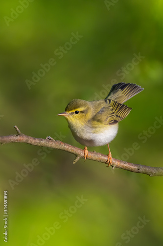 Wood warbler (Phylloscopus sibilatrix) sitting on a branch in the forest. Beautiful yellow songbird with soft green background. Czech Republic