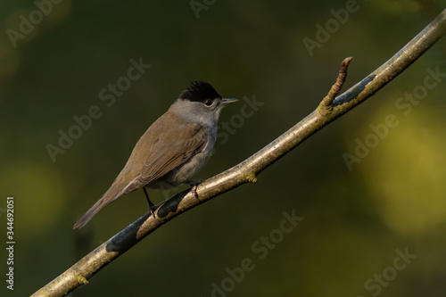 Blackcap (Sylvia atricapilla) singing in a bush. Beautiful songbird in the forest. Wildlife scene from nature. Czech Republic