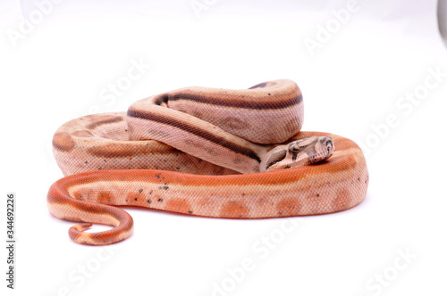 Boa constrictor imperator hypo motley