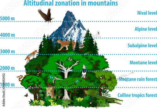 Vector Altitudinal zonation in mountains forest and rainforest with animals