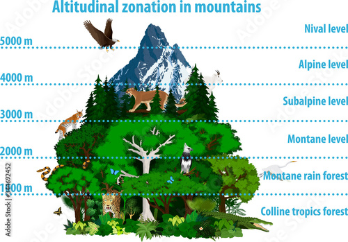 Vector Altitudinal zonation in mountains forest and rainforest with animals photo