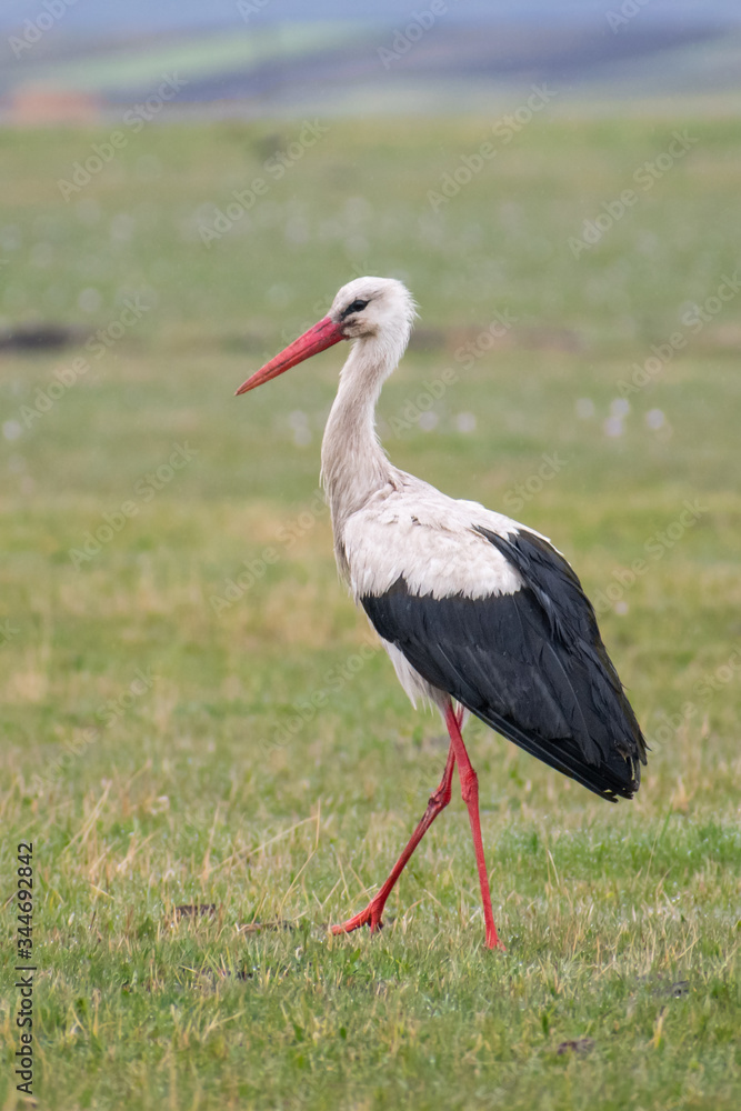 Fototapeta premium White Stork (Ciconia ciconia) walking in the plains and hunting. Beautiful bird in green environment. Wildlife scene from nature. Georgia