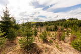Moorlandschaft mit vielen Jungbäumen im Tannermoor