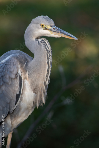 Grey heron (Ardea cinerea) portrait in the evening light.Detailed portrait of a beautiful grey heron in goledn light with soft green background. Wildlife scene from nature. Czech Republic