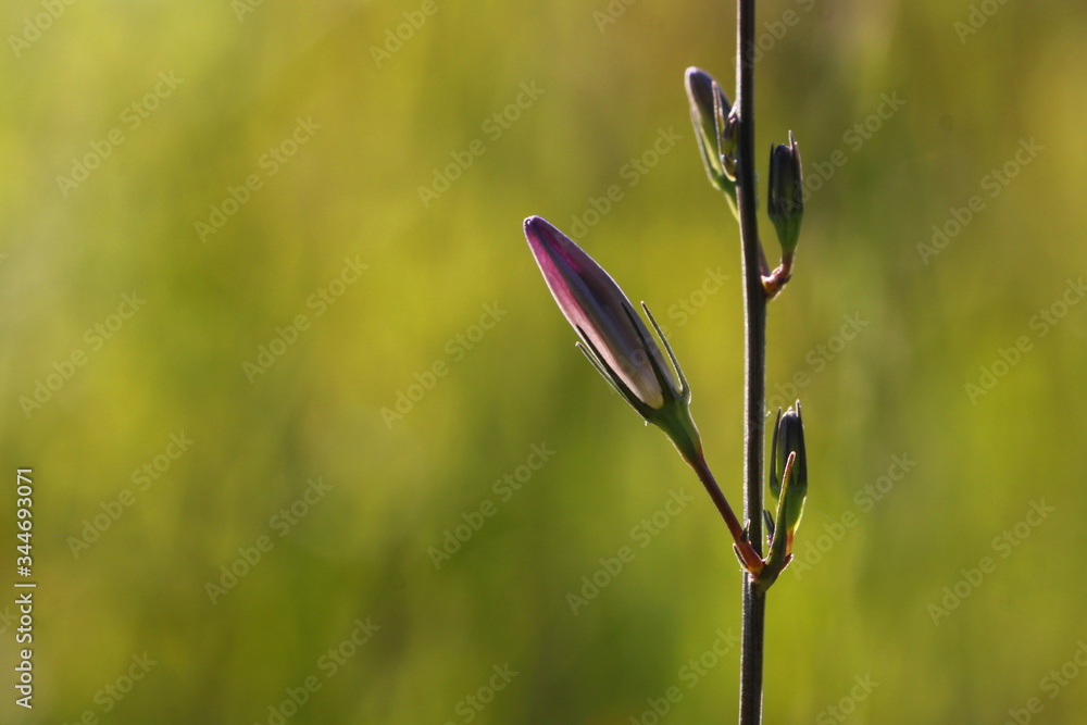 Rampion bellflower ( Campanula rapunculus ) detail with stem and closed