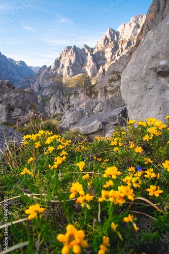 primavera en los Picos de Europa