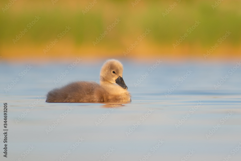 Mute Swan (Cygnus olor), portrait of a juvenile swan swimming on a beautiful lake. Cute waterbird in evening light. Czech Republic Mute Swan (Cygnus olor), portrait of a juvenile swan swimming on a beautiful lake. Cute waterbird in evening light. Czech Republic