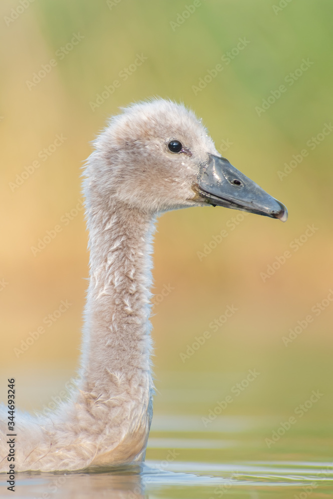 Fototapeta premium Mute Swan (Cygnus olor), portrait of a juvenile swan swimming on a beautiful lake. Cute waterbird in evening light. Czech Republic