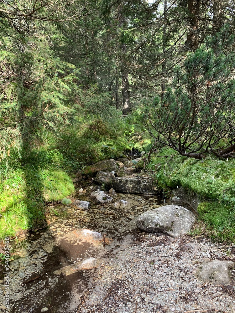 stream in the forest