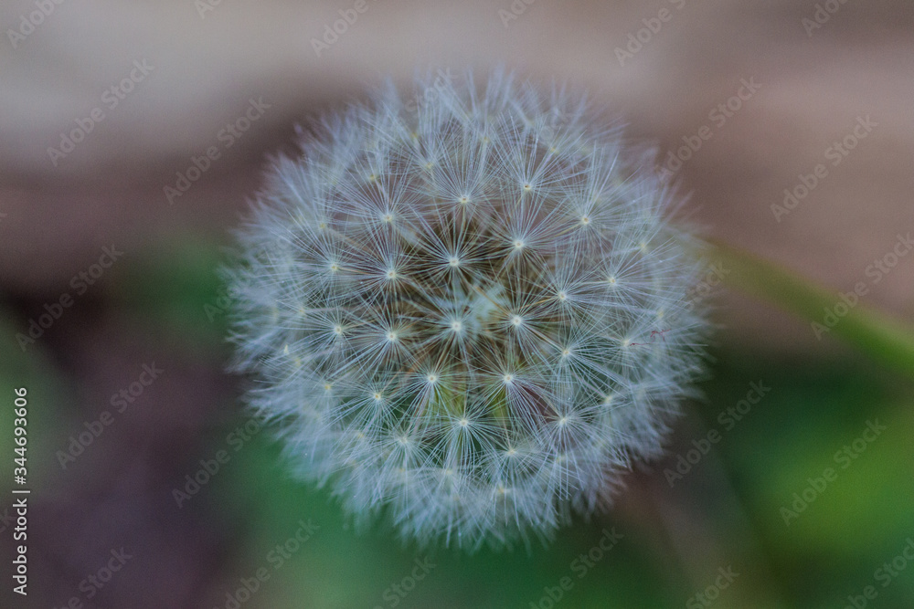 Fototapeta premium Dandelion