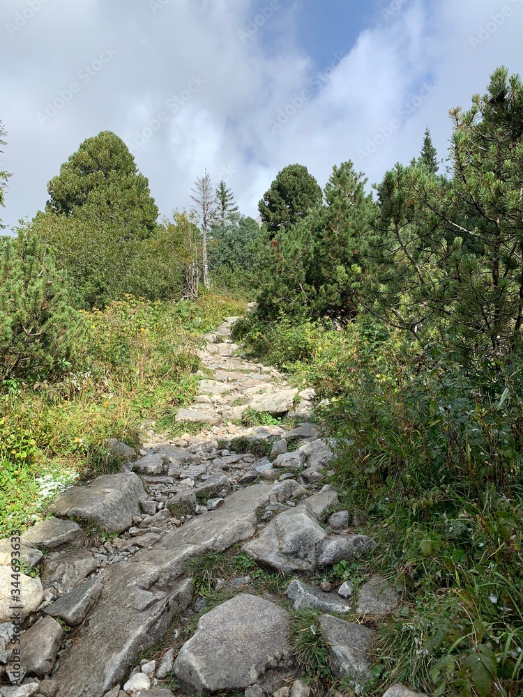 Fototapeta premium path in the forest