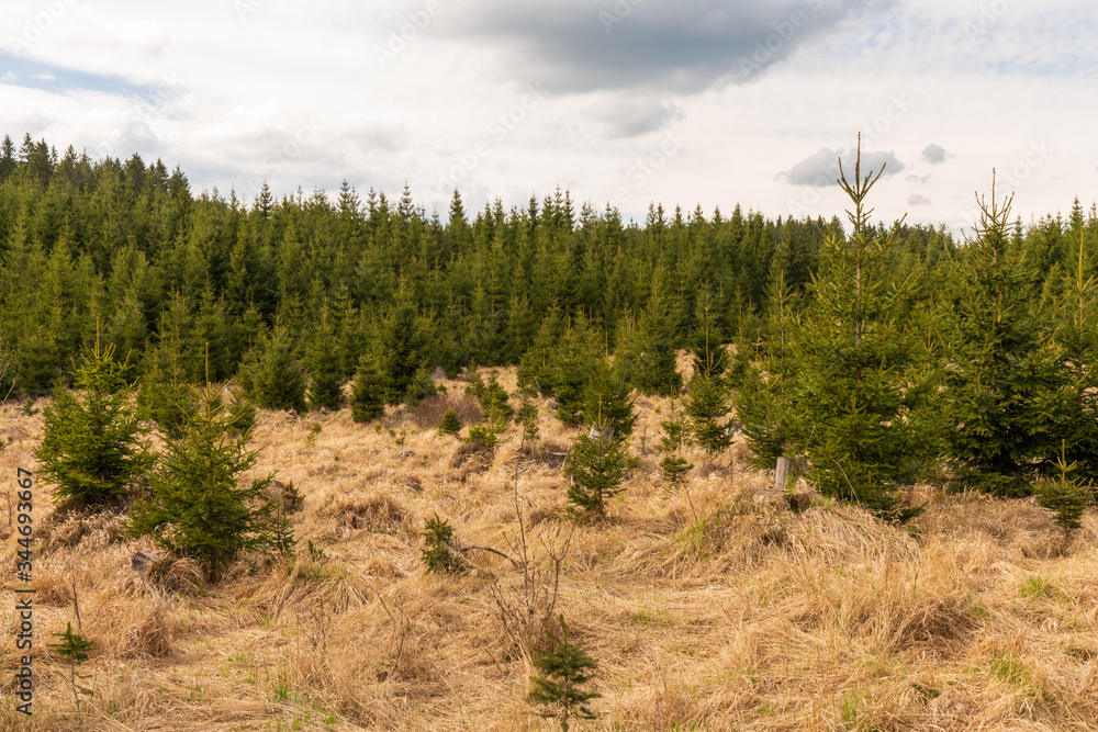 Moorlandschaft mit vielen Jungbäumen im Tannermoor Moorlandschaft mit vielen Jungbäumen im Tannermoor