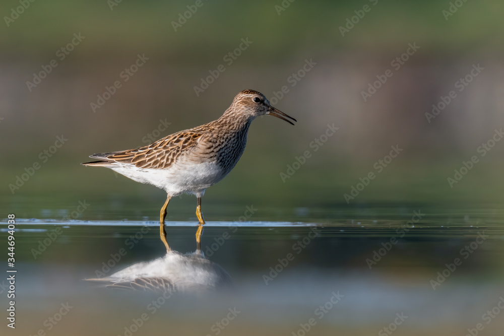 Ruff (Philomachus pugnax) feeding on a muddy lake. Cute shorebird in its environment. Wildlife scene from nature. Czech Republic Ruff (Philomachus pugnax) feeding on a muddy lake. Cute shorebird in its environment. Wildlife scene from nature. Czech Republic