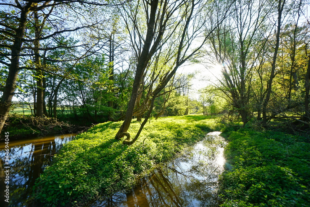 water stream between beautiful green wetlands water stream between beautiful green wetlands