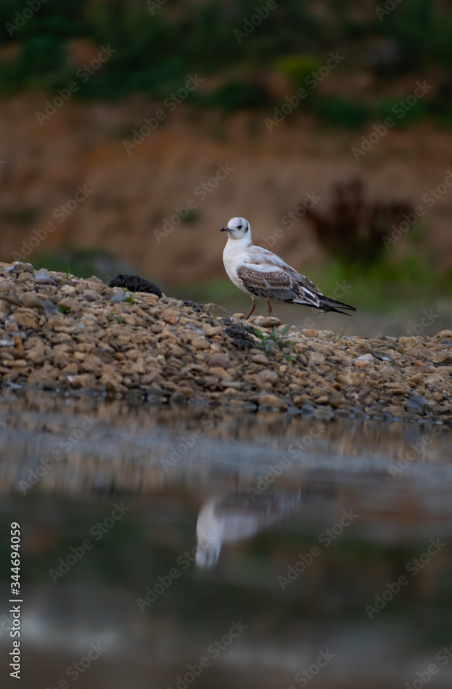 Black-headed Gull (Chroicocephalus ridibundus) standing in the water in a small lake. Wildlife scene from nature. Moravia, Czech Republic Black-headed Gull (Chroicocephalus ridibundus) standing in the water in a small lake. Wildlife scene from nature. Moravia, Czech Republic
