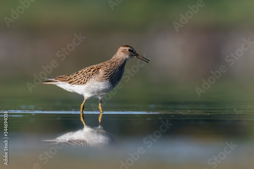 Ruff (Philomachus pugnax) feeding on a muddy lake. Cute shorebird in its environment. Wildlife scene from nature. Czech Republic