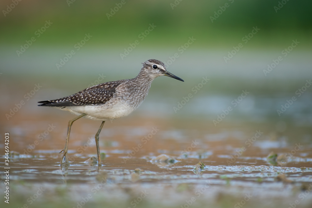 Wood Sandpiper (Tringa glareola) walking and hunting in the water in a small lake. Beautiful shorebird with its reflection. Wildlife scene from nature. Moravia, Czech Republic Wood Sandpiper (Tringa glareola) walking and hunting in the water in a small lake. Beautiful shorebird with its reflection. Wildlife scene from nature. Moravia, Czech Republic