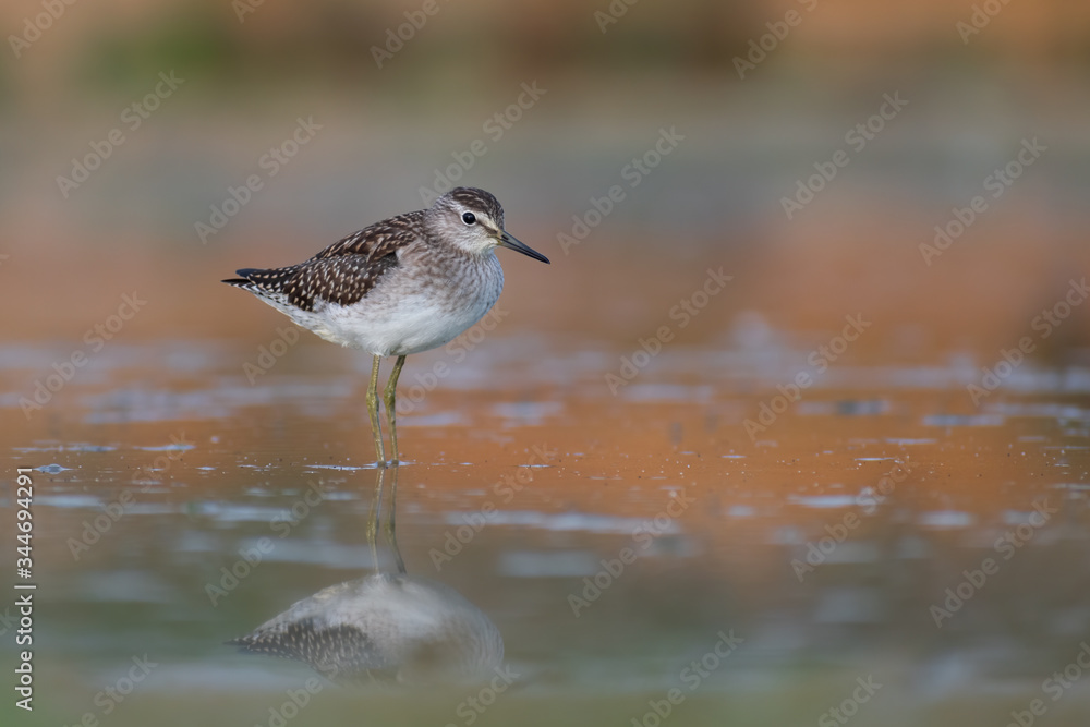Wood Sandpiper (Tringa glareola) walking and hunting in the water in a small lake. Beautiful shorebird with its reflection. Moravia, Czech Republic Wood Sandpiper (Tringa glareola) walking and hunting in the water in a small lake. Beautiful shorebird with its reflection. Moravia, Czech Republic