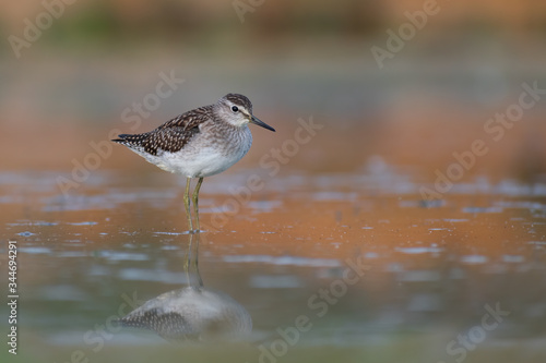 Wood Sandpiper (Tringa glareola) walking and hunting in the water in a small lake. Beautiful shorebird with its reflection. Moravia, Czech Republic