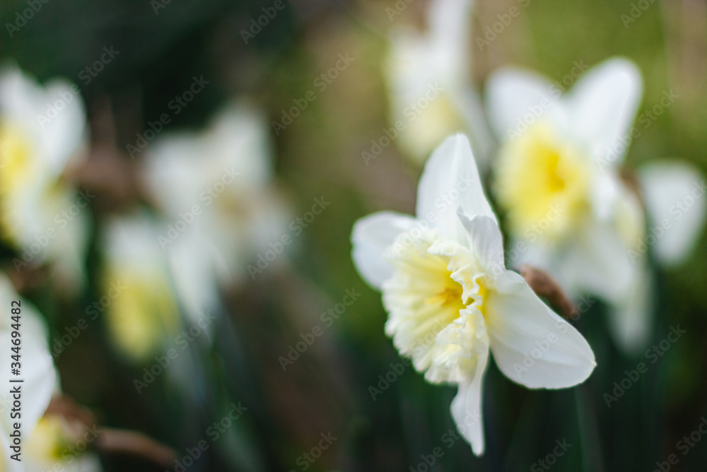 White daffodils close-up on a bright sunny day on green background. Pictures of white flowers close up. White narcissus on green bokeh background White daffodils close-up on a bright sunny day on green background. Pictures of white flowers close up. White narcissus on green bokeh background