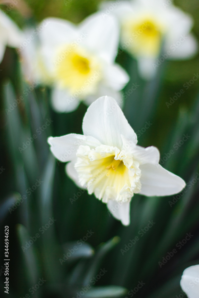 White daffodils close-up on a bright sunny day on green background.  Pictures of white flowers close up. White narcissus on green bokeh background