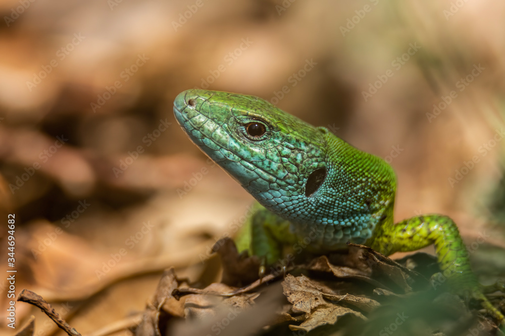 Naklejka premium European green lizard (Lacerta viridis) sunning on a rock in its habitat. Green and blue reptile detailed portrait. Colorful lizard in its habitat. Wildlife scene from nature. Czech Republic