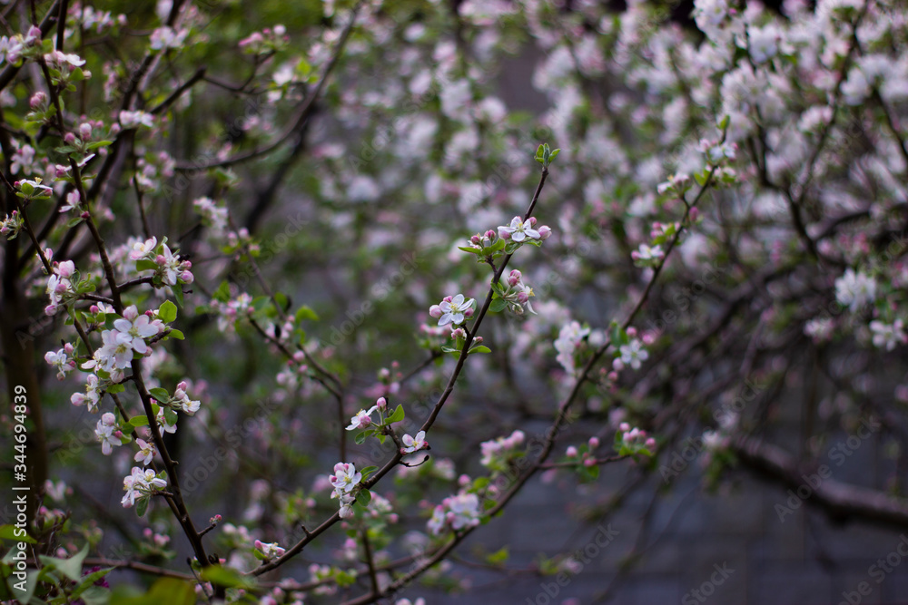 apple blossoms growing upwards apple blossoms growing upwards