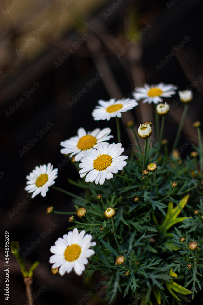 daisies in a pot