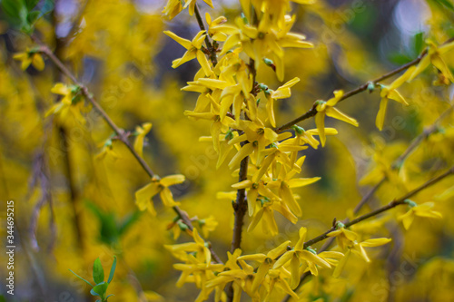 close-up of blooming forsythia with bokeh effect and wide depth of field
