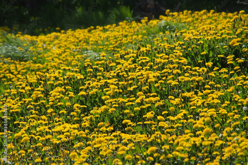 Fototapeta premium springtime meadow full of blossoming dandelions, Taraxacum officinale