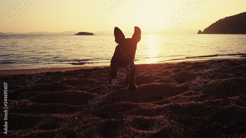 Puppy runs towards his owner at the beach during sunset